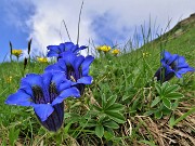 Fiori e marmotte sui sentieri per i Laghi di Ponteranica-9giu23